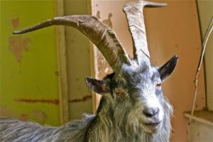 This feral goat is currently in captivity being treated for injuries. Doesn't he look like he's smiling?